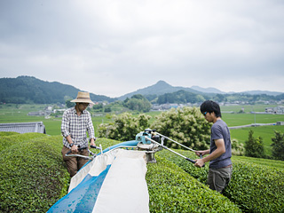 茶田