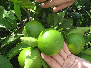 An Unripe mandarin orange