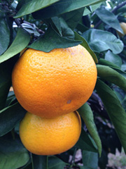 Mandarin orange