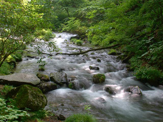 山からの清流